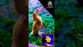 Why Ducks Stand In The Rain...and Dont Care