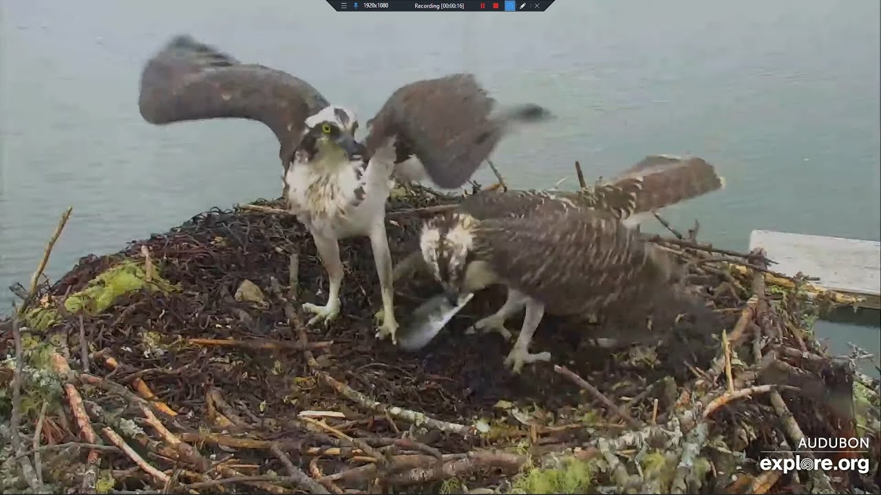 Dory delivers a Mackerel Lunch for Sloop Audubon Boathouse Nest