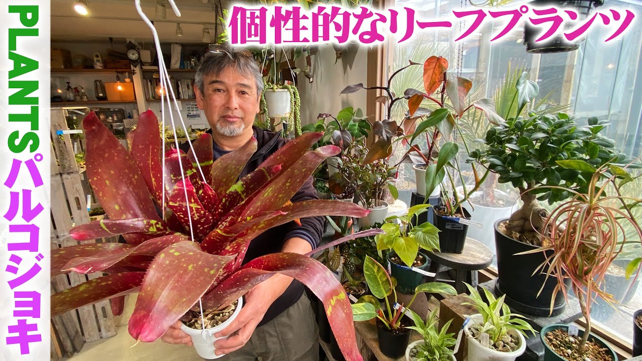 Parcojoki] Get your hands on ornamental plants with unusual shapes