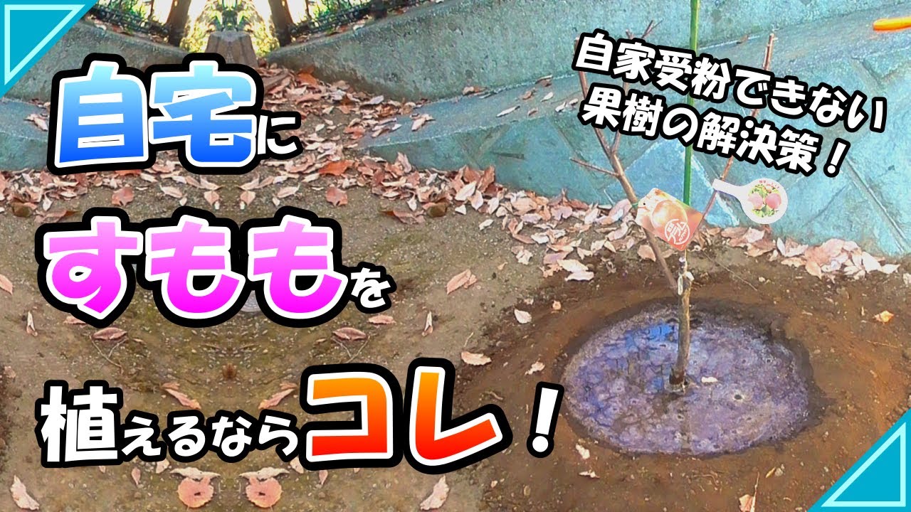 【庭DIY】果樹の植付：小庭でプラムの収穫を目指す！ダブルプランツ（紅葉と貴陽）