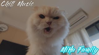 [Chillout with kittens] Daily records Chill Music, Background, Work, Sleep