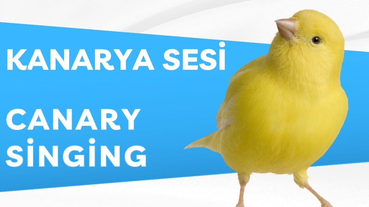 Послушайте самое впечатляющее пение канарейки, которое вы когда-либо слышали!