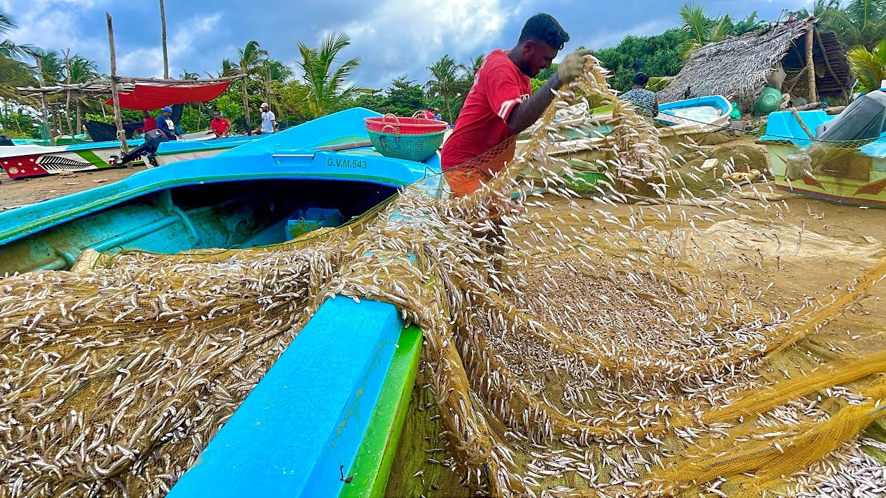 Traditional Net Fishing! Amazing Daily Harvest in Sri Lankan Coastal Fishing Village