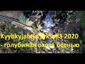 Kyyhkysen metsästyksen parhaat palat syksyltä 2020 - лучшие моменты охоты на голубей осенью