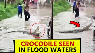 Crocodile seen in flood waters | तेज बारिश से बाढ़ के पानी में आ गया मगरमच्छ