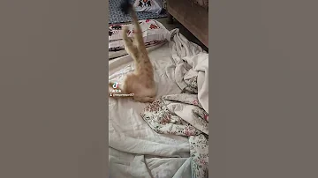 Tik Tok Video Waqar Jani 