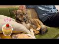 犬生初おもちゃをちぎったチャーリー