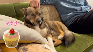 犬生初おもちゃをちぎったチャーリー
