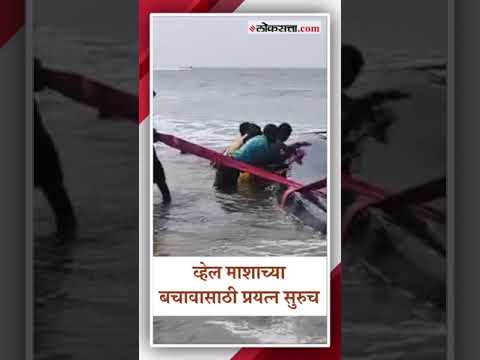 गणपतीपुळे समुद्रकिनारी वनविभागाचं पथक दाखल, व्हेल माशाला खोल समुद्रात सोडण्याचे प्रयत्न