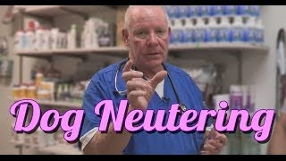 Should You Neuter Your Dog  Ask the Expert | Dr David Randall