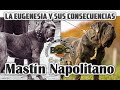 EL MASTÍN NAPOLITANO | "Las consecuencias de la eugenesia"