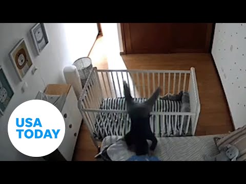 Baby genius moves crib around from inside before escaping it | USA TODAY