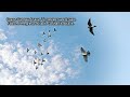 Атаки сапсана и тетервятника на моих голубей-1.Falcon Peregrinus Attack.Goshawk Attack Pigeons.1