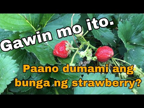 Video: Ang Mga Strawberry Ay May Maliit At Gnarled Berry: Kung Paano Pakainin Ang Malalaking Prutas At Bakit Ang Mga Strawberry Ay Namumunga Na May Maliit Na Pangit Na Berry?