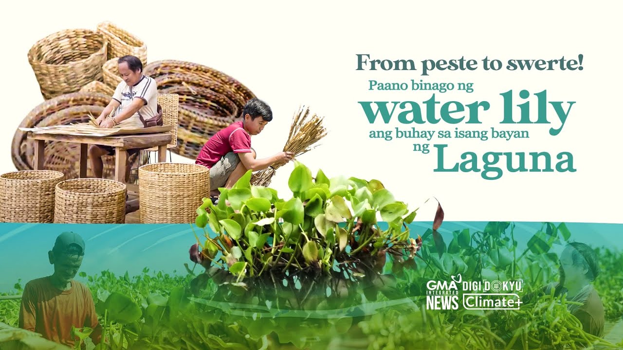How this town in Laguna is turning water lily pests into sustainable products | DigiDokyu