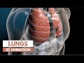 Lung Structure and Blood Circulation Explained