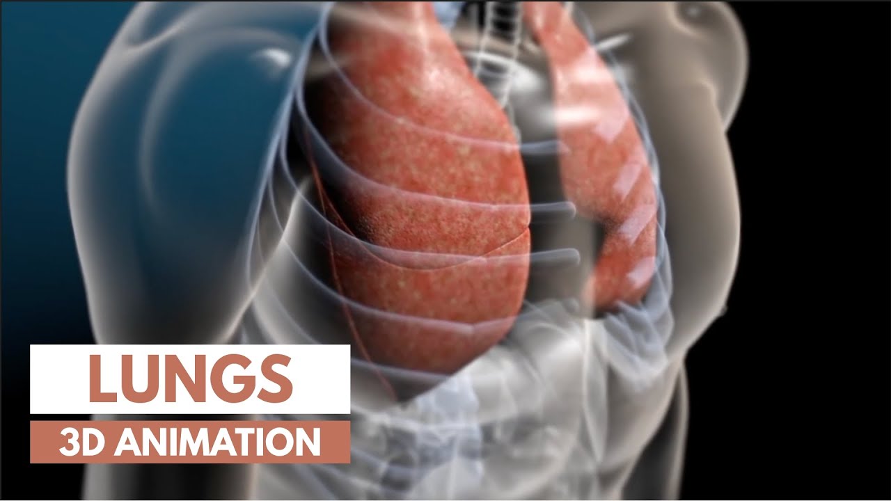 ⁣How our lungs work | 3D tour of the lungs