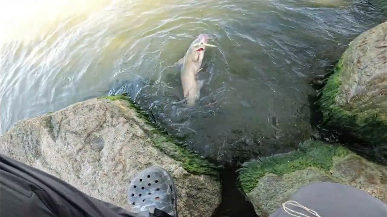 These Simple Tips Catch All Sizes OF Catfish!! YouTube