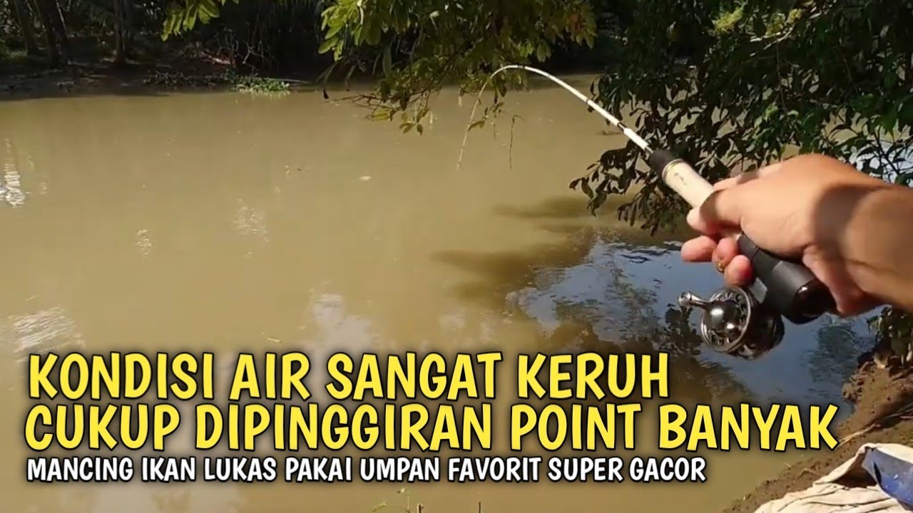 Disini ikan rakus umpan turun langsung nyut!! Mancing ikan lukas spot kali sengoro teknik kumbul