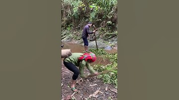 Bắt cá suối trong rừng Tây Bắc #dirung #food #amthuctaybac #nuirung