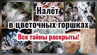 ПЛЕСЕНЬ и ГРИБЫ в цветочных горшках! Причины, профилактика и меры борьбы 24.10.25г.