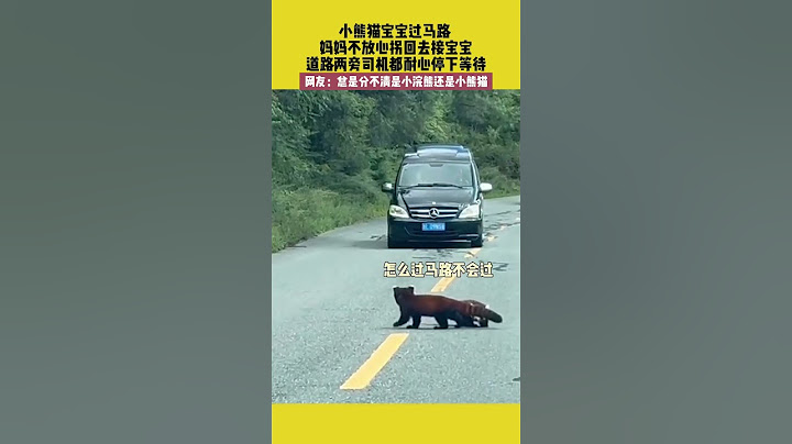 小熊猫宝宝过马路 ，妈妈不放心拐回去接宝宝，道路两旁司机都耐心停下等待，网友：总是分不清是小浣熊还是小熊猫 #小熊猫 #宠哈哈