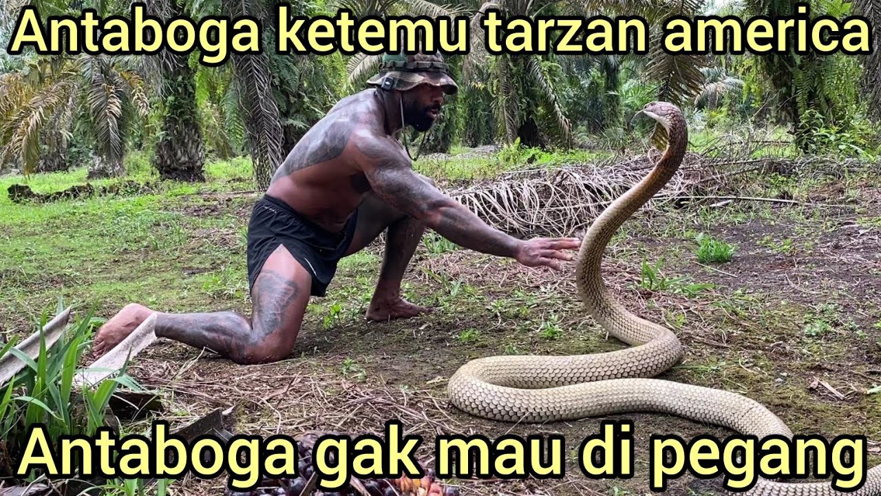 AKH1R NYA TARZAN AMERICA B1SA KETEMU ANTABOGA KING COBRA BESAR DAN G4N4S