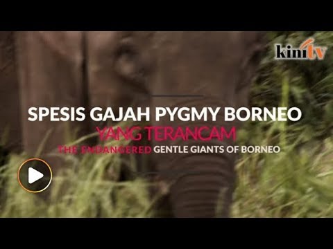 Video: Mengapa gajah pygmy terancam?