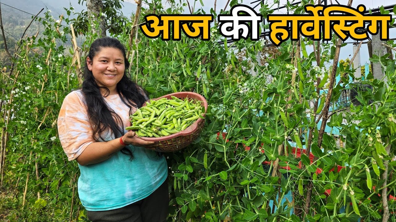 हमारी बाड़ी की मेहनत रंग लाई | मटर और आलू की फसल || Village Harvesting Vlog ||Sushmita chettri vlog 