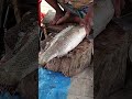 All Fish Cutting Skill | Mrigal, Rohu, Katla &amp; Hilsa Fish Cutting By Expert Fish Cutter