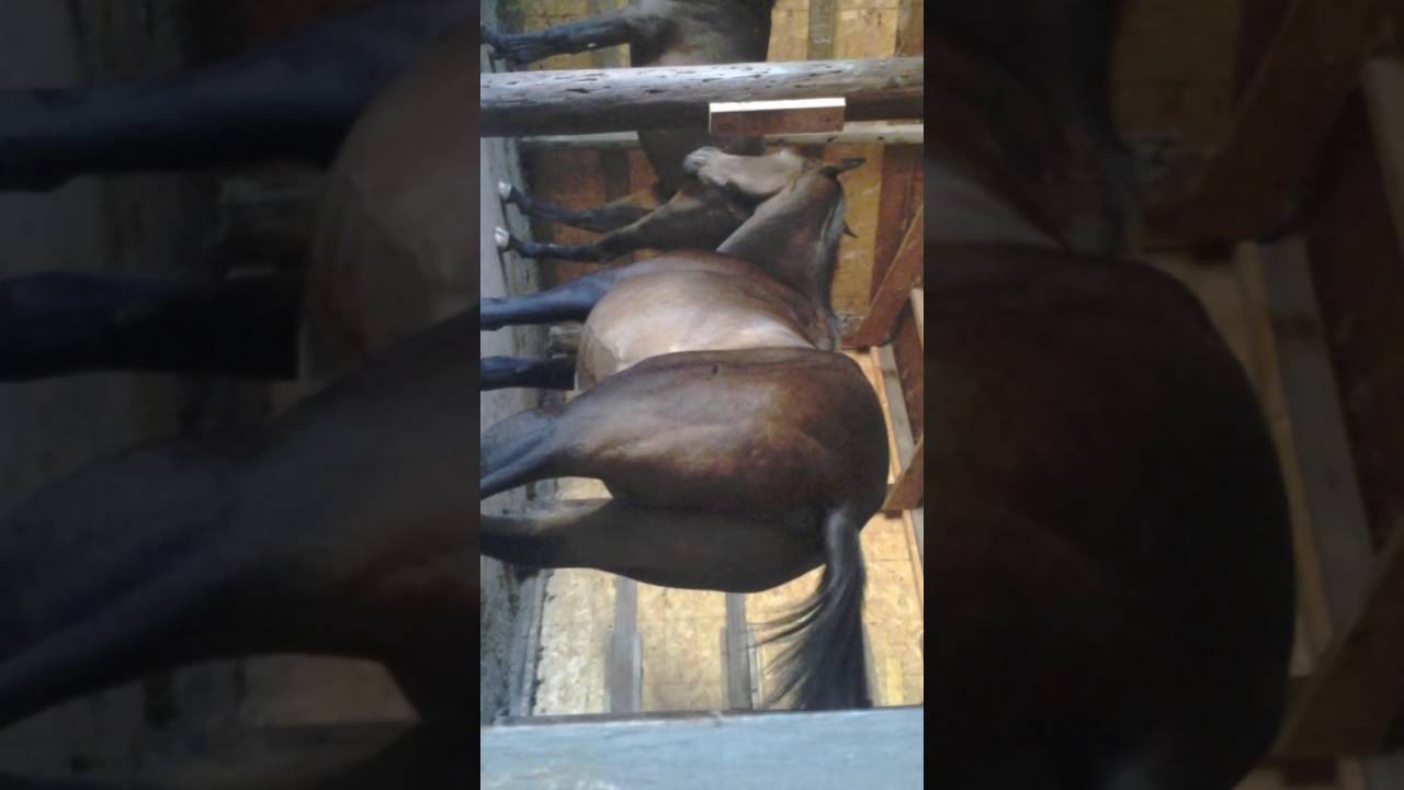 Horse farts YouTube