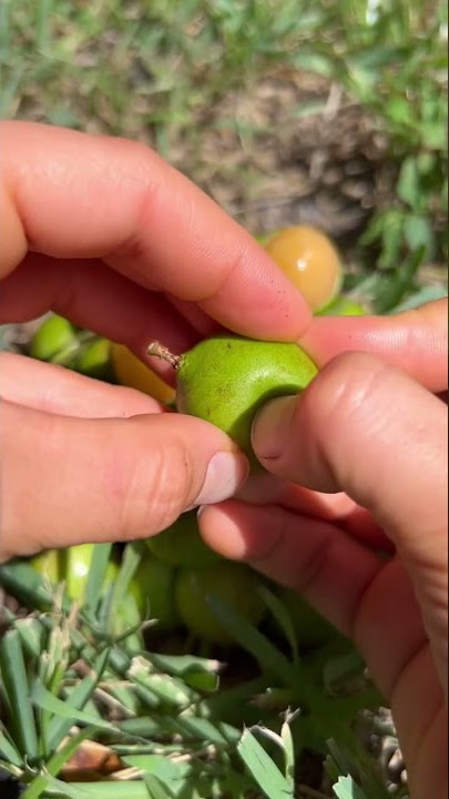 Guinep / Mamoncillo 🧡 #fruit #shortsvideo #shorts