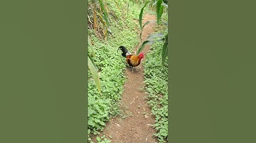 tiếng gà trống gọi mái và cái kết của bảo vệ gà rừng. qaib qus