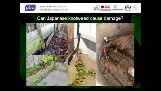 Dealing with Japanese Knotweed, the facts!