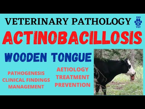 Video: Perbezaan Antara Actinomycosis Dan Actinobacillosis