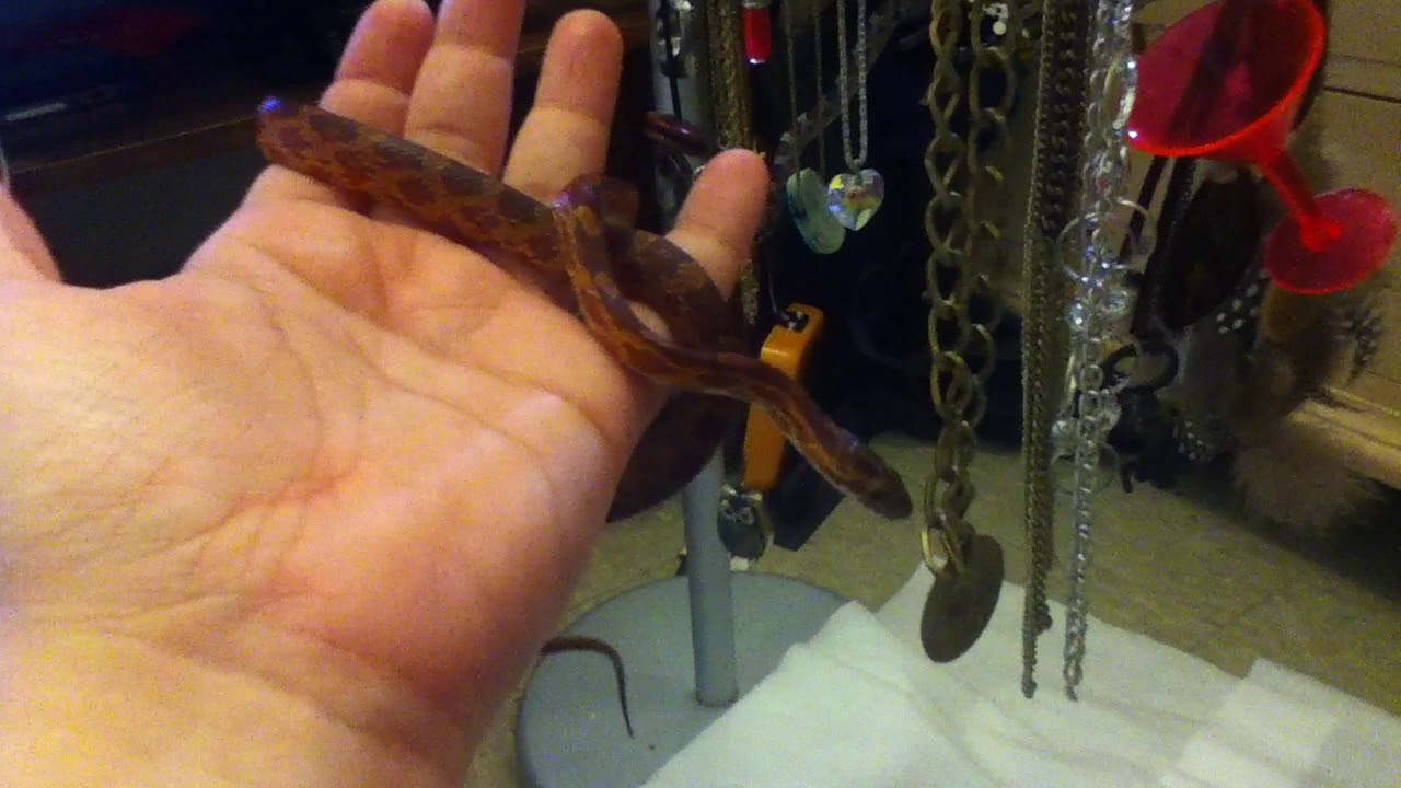 snake oil Experimental workout