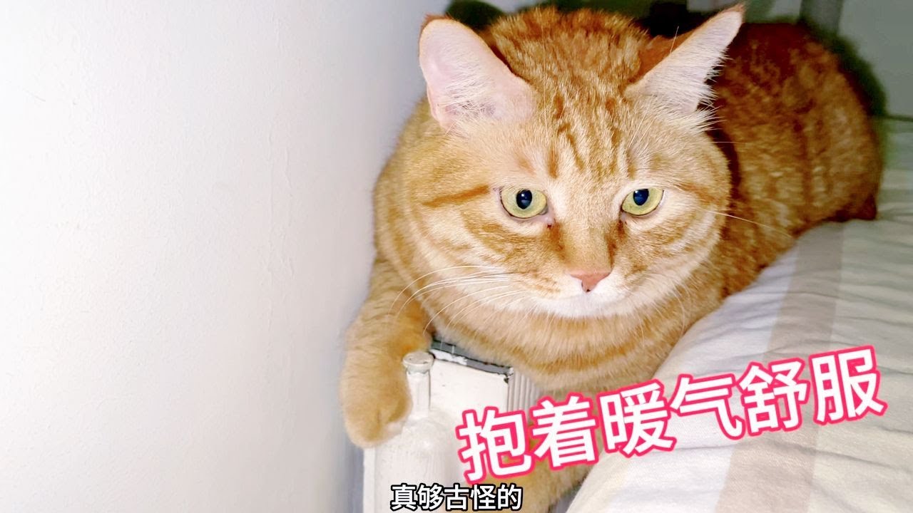 肥貓是蔫淘拆家，小貓咪就是上躥下跳瘋跑它并不拆家！ - YouTube