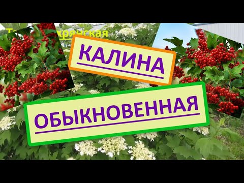 Видео: Как выглядит калина?