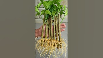 Best method and unique ideas for propagating lemon trees from cuttings