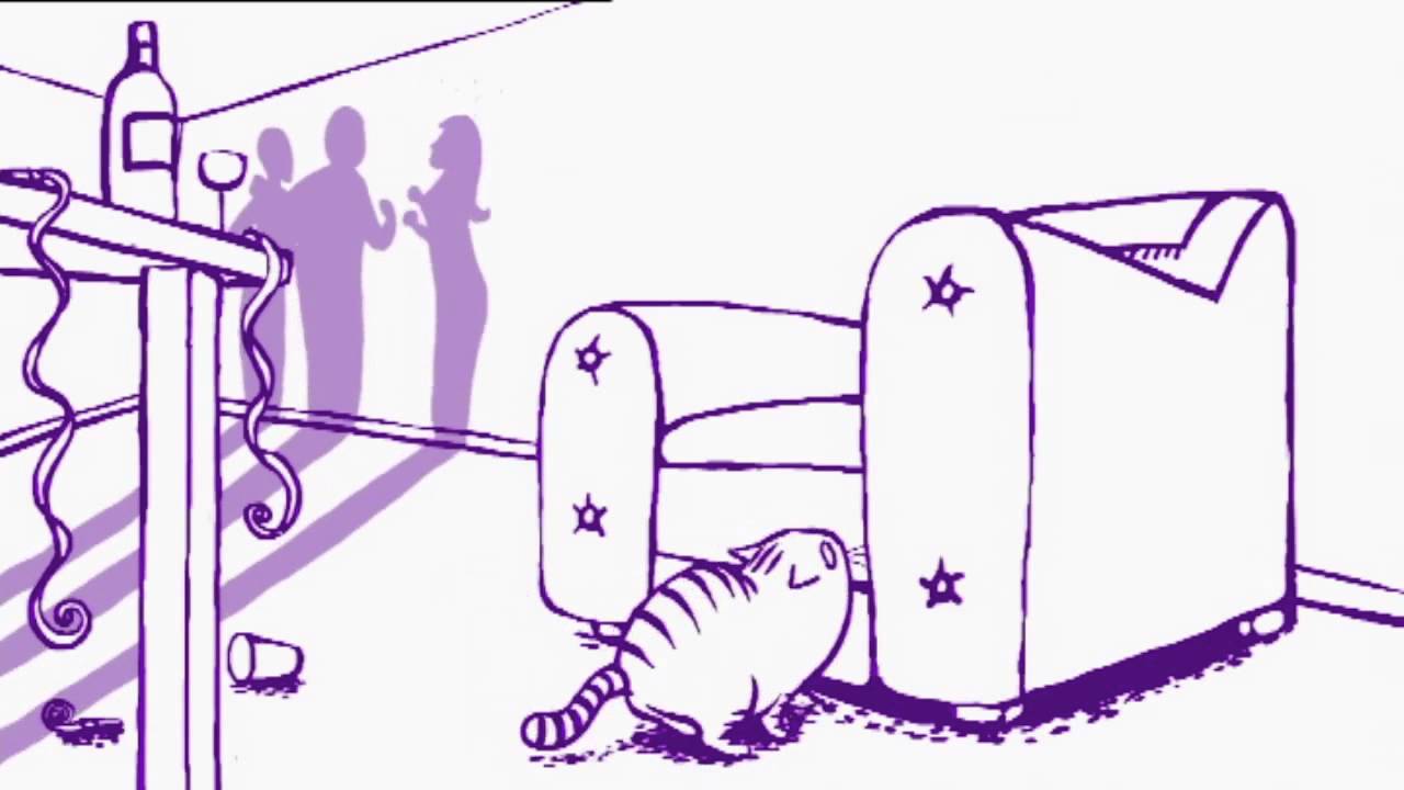 Feliway Brasil - comportamento felino