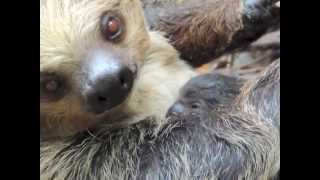 Meet Franklin Park Zoo's new sloth baby!