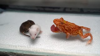 Pacman Frog Eats Black Mice | Warning Live Feeding.