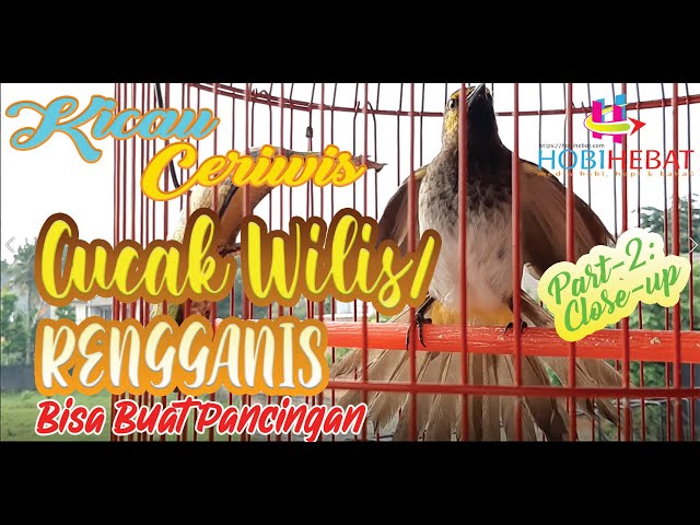 PANCINGAN KICAU BURUNG CUCAK WILIS / RENGGANIS class=