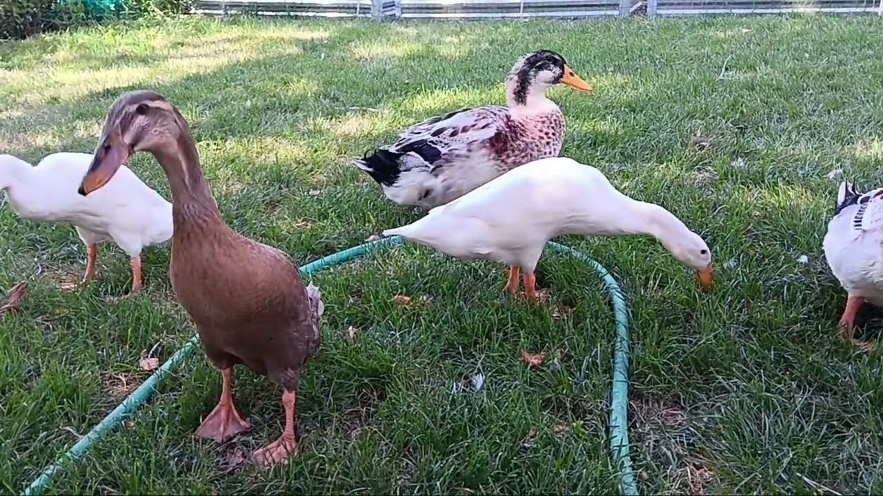 Duckies first taste of Peaches 8/18/25 107 days old