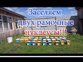 Заселение двух рамочных нуклеусов  Всё очень просто для начинающих матководов