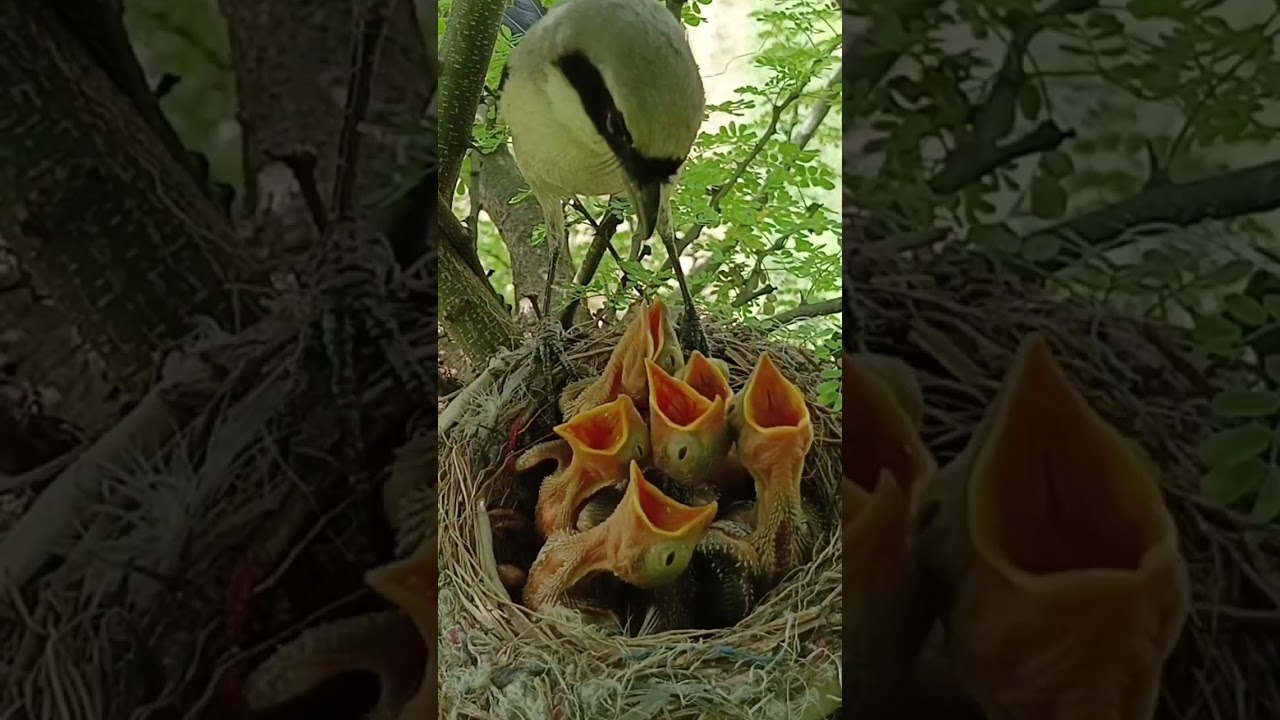 Long tailed bird mom feeding babies (p4)