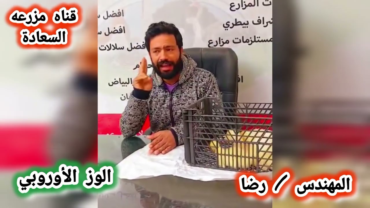 تعليمات هامة لتربية كتاكيت الاوز الأوروبي المهندس رضا