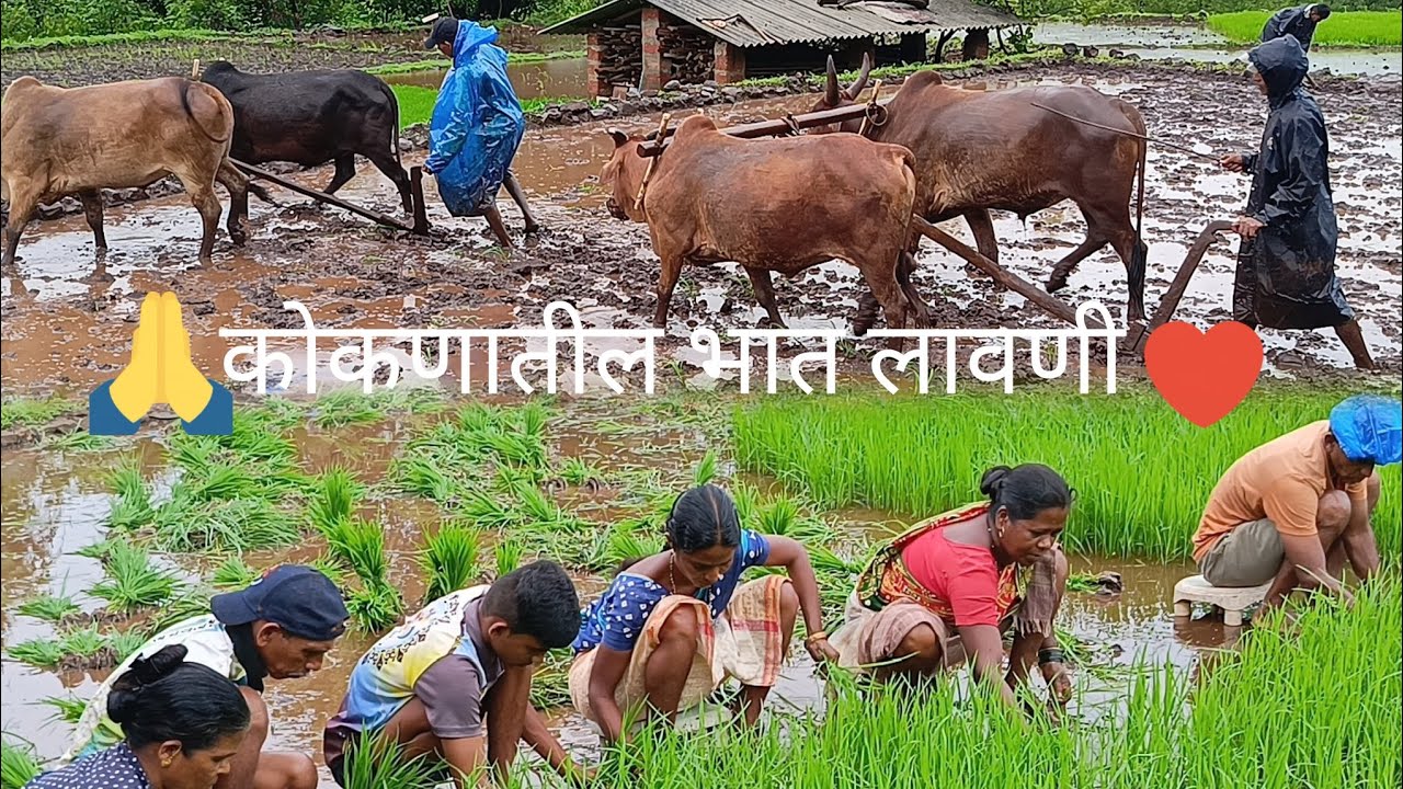 कोकणातील लावणी 💙#farming #agriculture #myvillage #kokanlife #कोकण #kokan #youtube #video #shortsfeed