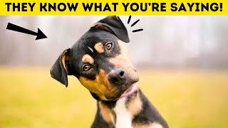 Your Dog Understands You More Than You Think ( Here’s How ! )