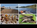 Весьегонск рыбалка и грибы Рыбинское водохранилище Молога